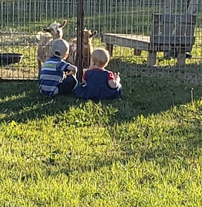Children enjoying goats